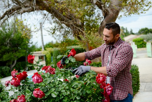 A man wearing a checked shirt and gardening gloves is tending to a lush, flowering rose bush in a well-maintained garden. The rose bushes are densely packed with vibrant red blossoms and dark green leaves, situated along a paved pathway. Behind him, there are tall trees with leafy branches providing partial shade, and the background features a suburban residential area with houses, a driveway, and utility poles, indicating a typical garden in Sutton. The garden surface includes a neatly trimmed lawn and gravel or paving stones, with bright, natural daylight suggesting a clear, sunny day suitable for outdoor gardening and trimming work. This scene exemplifies professional garden maintenance and hedge trimming services, with a focus on cultivating healthy, attractive flowering plants.